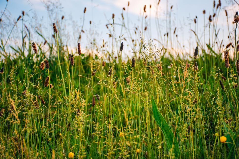 Free Image of Lush green grass field with wildflowers under a vibrant evening sky 