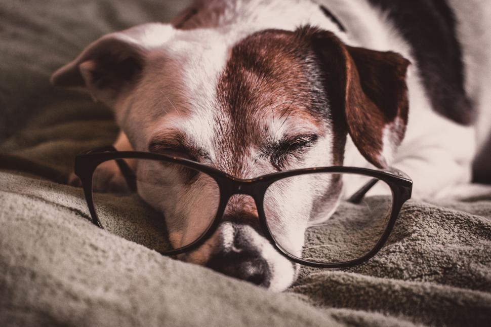 Free Image of Adorable dog wearing glasses while sleeping on a cozy blanket. 