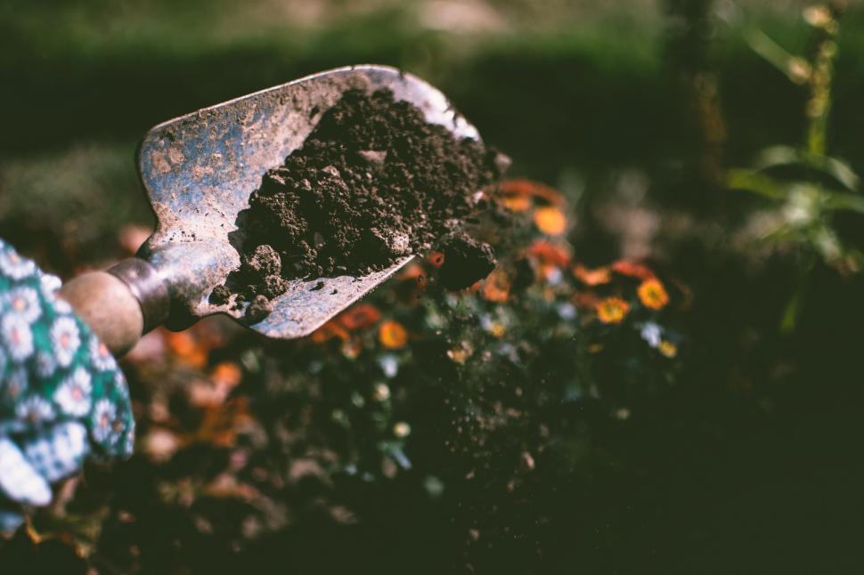 Free Image of Person shoveling soil in a garden with flowers in the background 