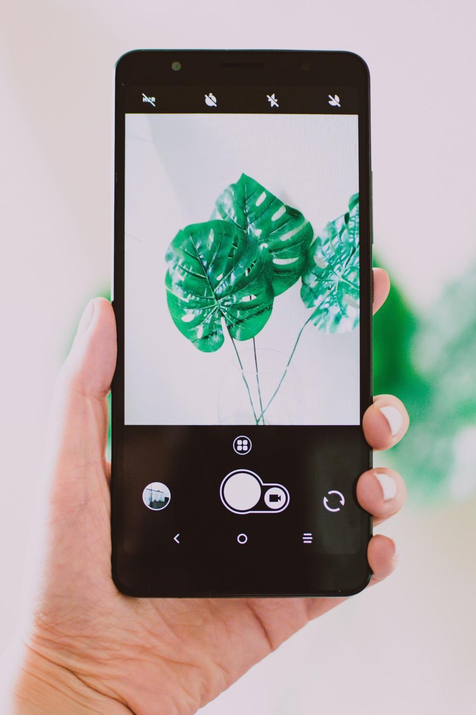 Free Image of Hand holding a smartphone showing a plant on its screen 