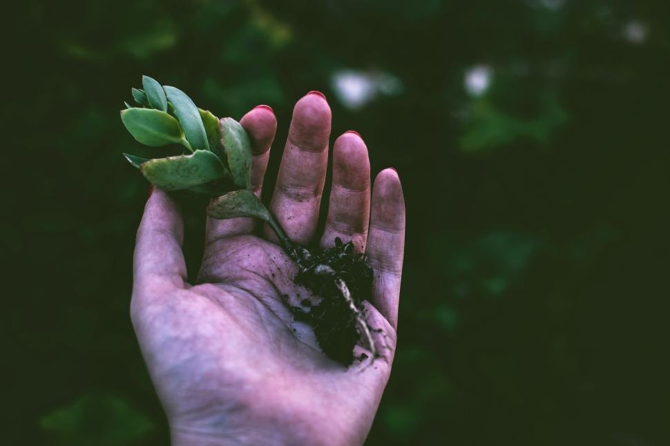 Free Image of Hand holding a small plant with soil representing new beginnings. 