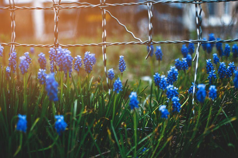 Free Image of Blue grape hyacinths by a fence in a field at sunset time. 