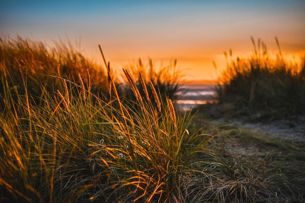 Free Image of Grassy sand dunes at sunset creating a peaceful coastal scene. 