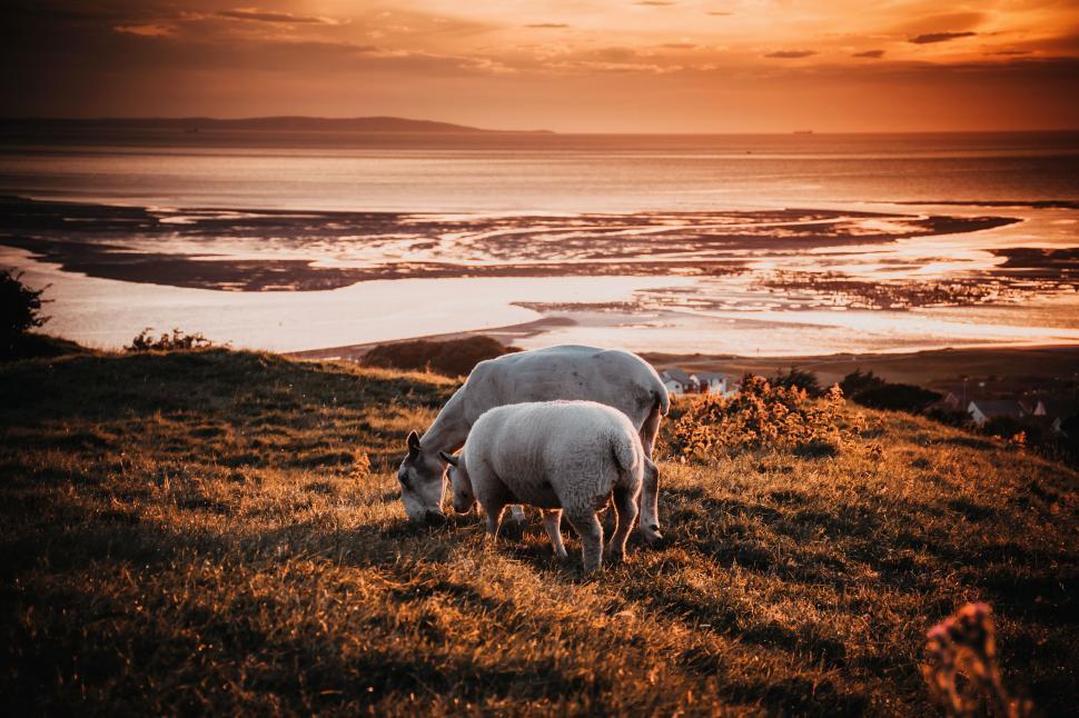 Free Image of Sheep grazing on a hillside during a beautiful sunset by the coast 