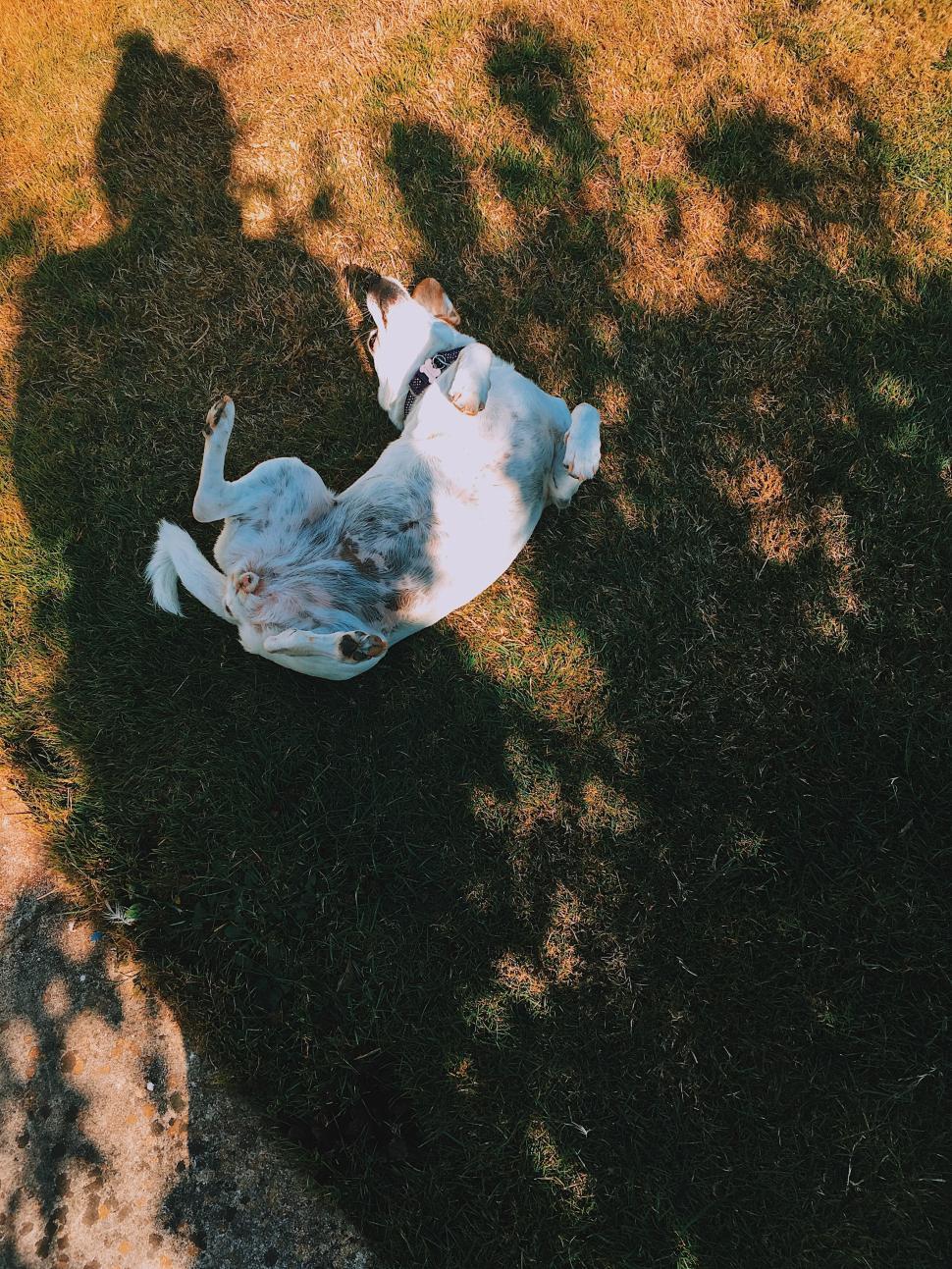 Free Image of Dog rolling on grass with shadow play under tree branches 