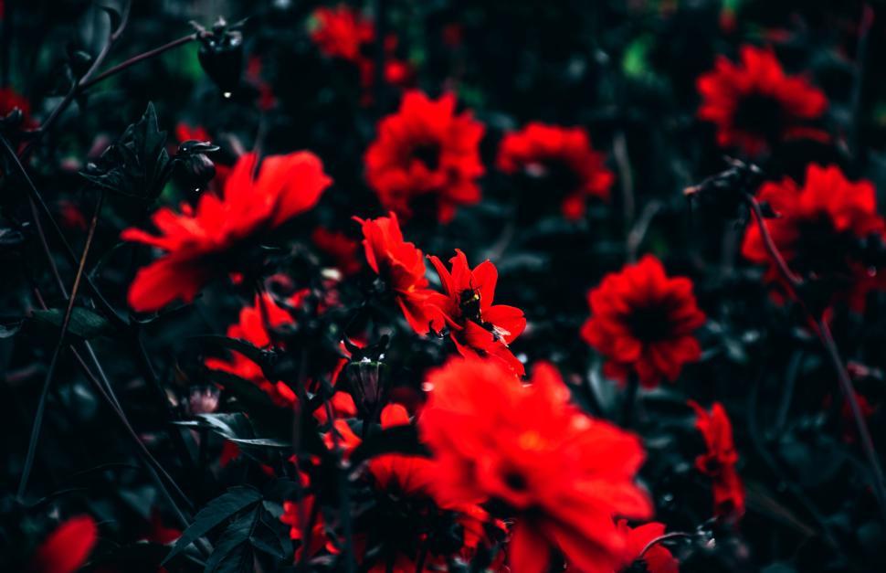 Free Image of Close-up of vibrant red flowers in full bloom in a green garden 