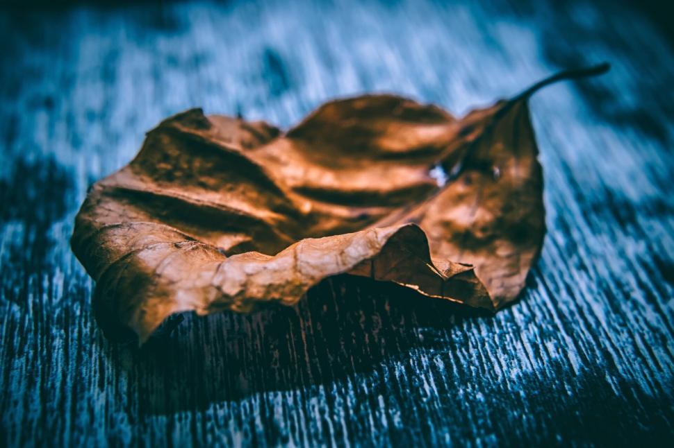 Free Image of Withered leaf on a wooden surface showcasing nature s passageway 