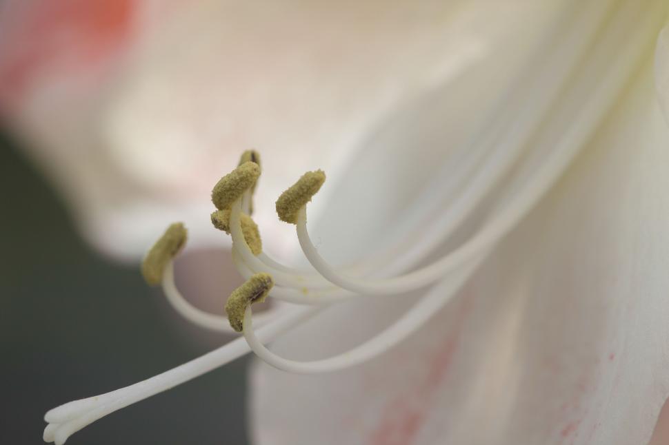 Free Image of Macro shot of flower stamens showing fine details and pollen grains 
