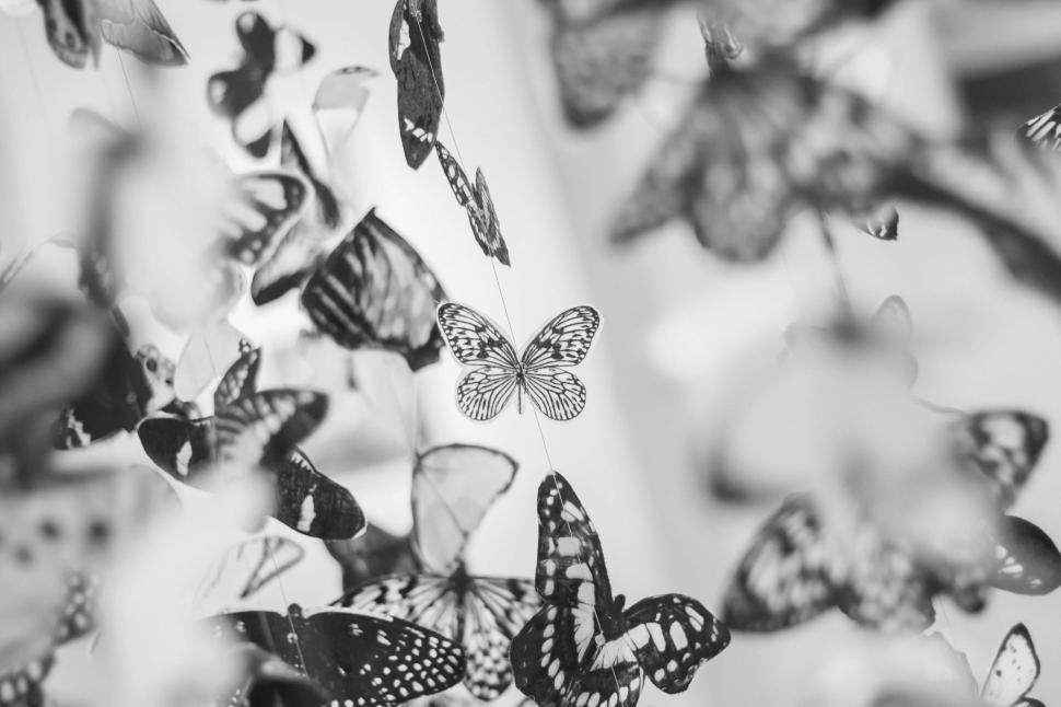 Free Image of Beautiful monochrome display of butterflies in varying sizes and shades. 
