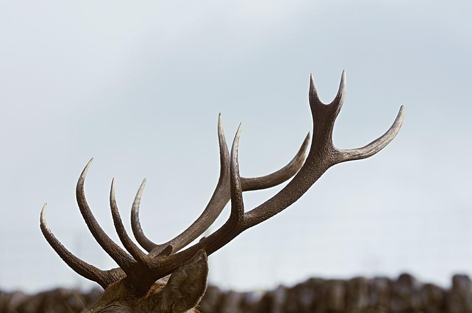 Free Image of Close-up of deer antlers pointing towards a clear sky on a blurred background 