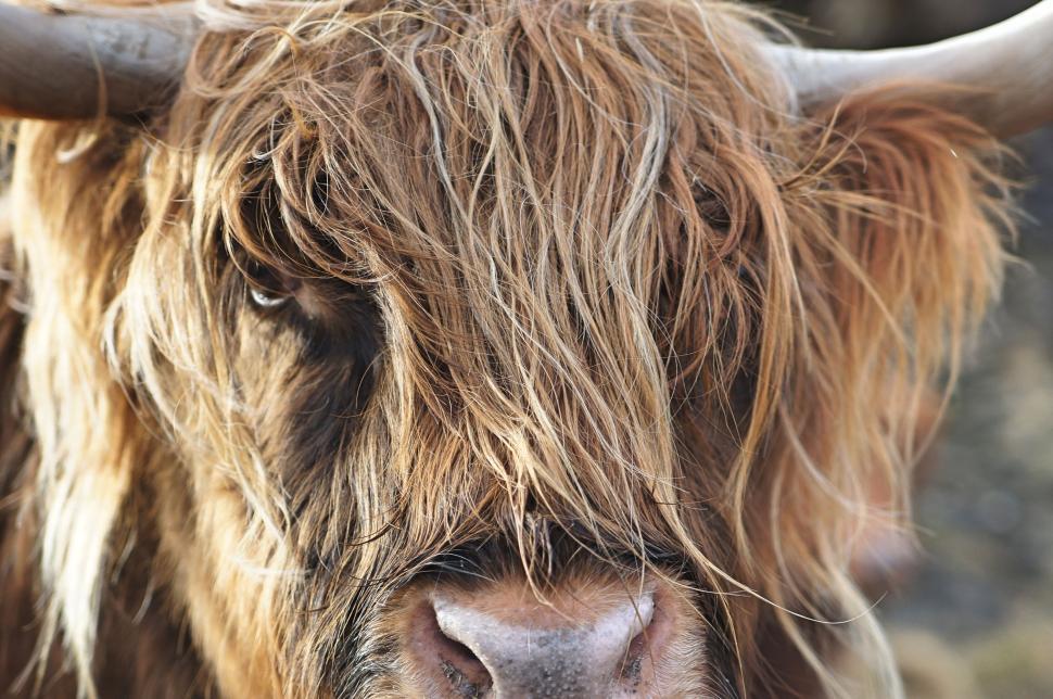 Free Image of Close-up of a highland cow with shaggy fur, focusing on its expressive eyes. 