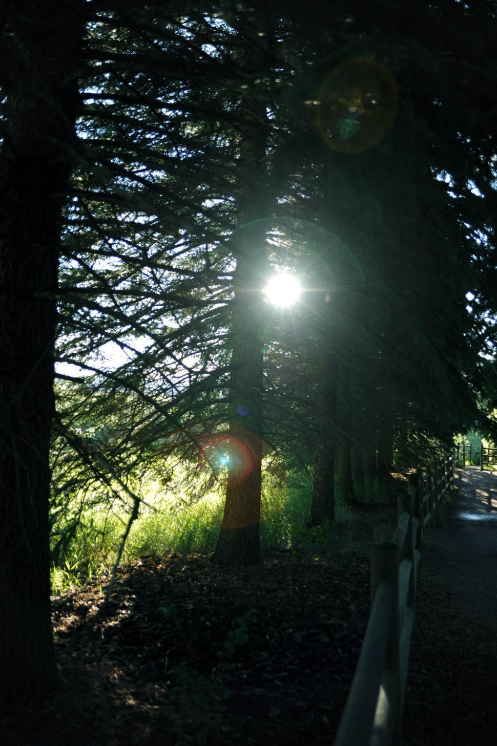 Free Image of Sunshine 