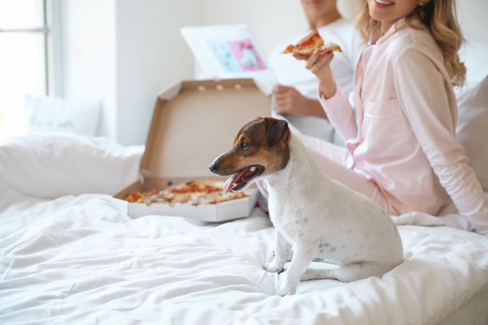 Free Image of Couple enjoys pizza in bed with dog, a joyful and relaxed evening 