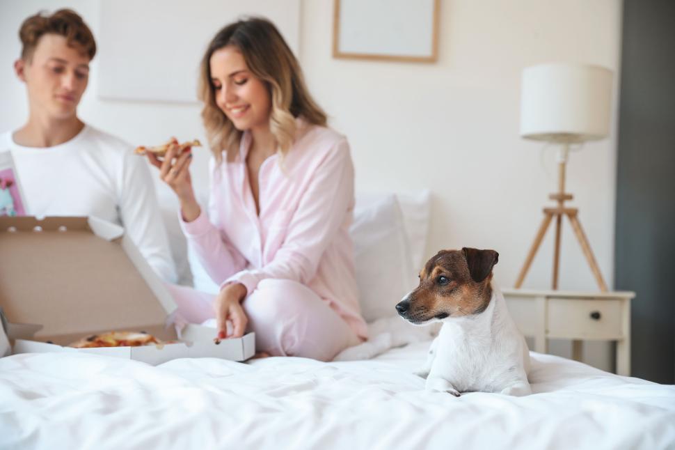 Free Image of Couple in pajamas on bed with pizza box and happy dog nearby. 