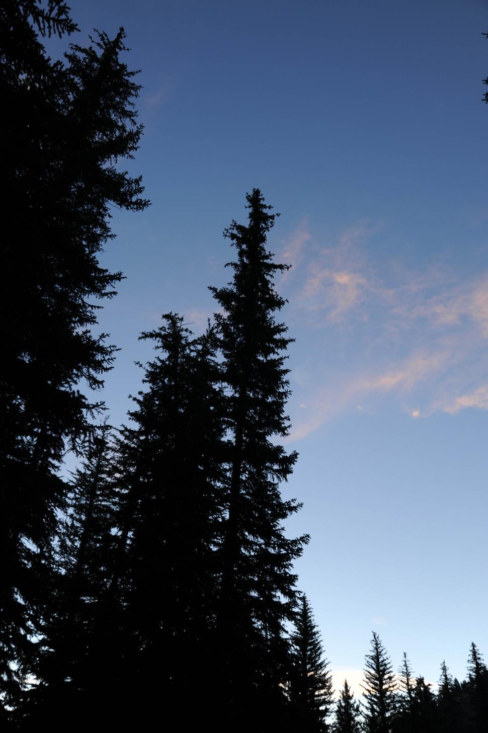 Free Image of Pine tree tops 
