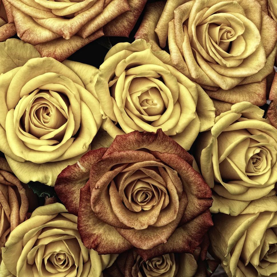 Free Image of Close-up of beautifully arranged yellow roses in full bloom. 