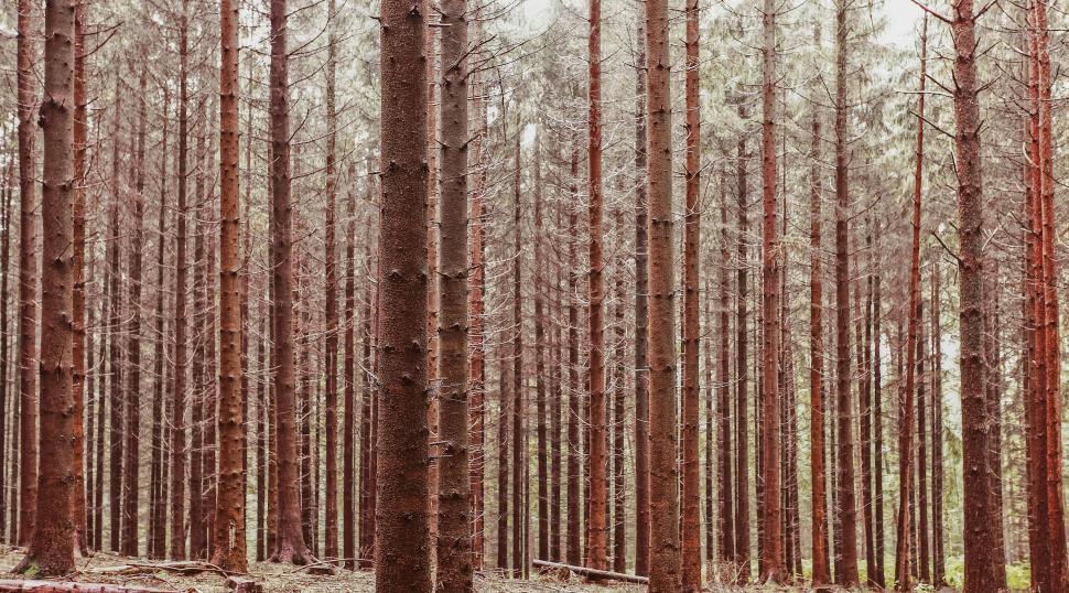 Free Image of Tall, orderly pine trees in a dense forest with muted tones 