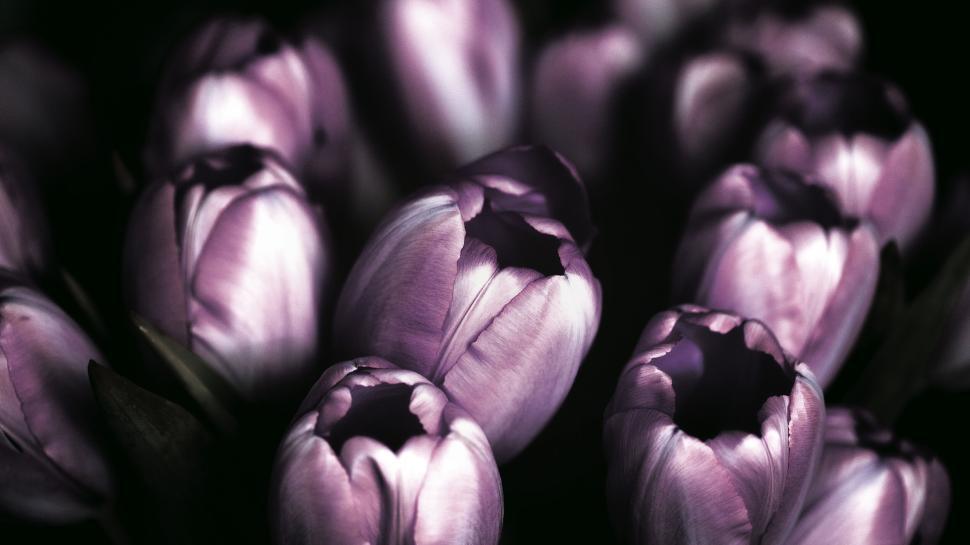 Free Image of Close-up of violet tulips in bloom against a darkened background 