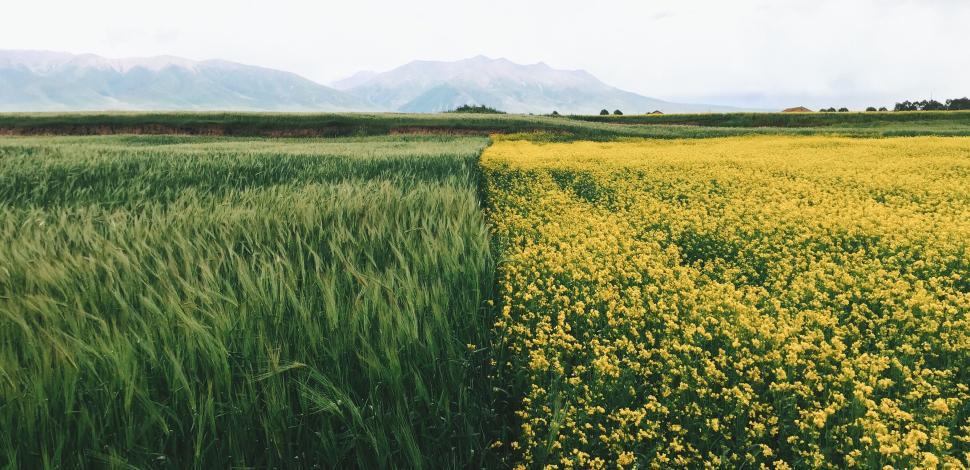 Free Image of Vast green and yellow fields with mountains in background 