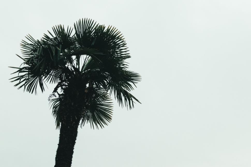 Free Image of Silhouette of a palm tree standing tall against a plain, cloudy sky. 