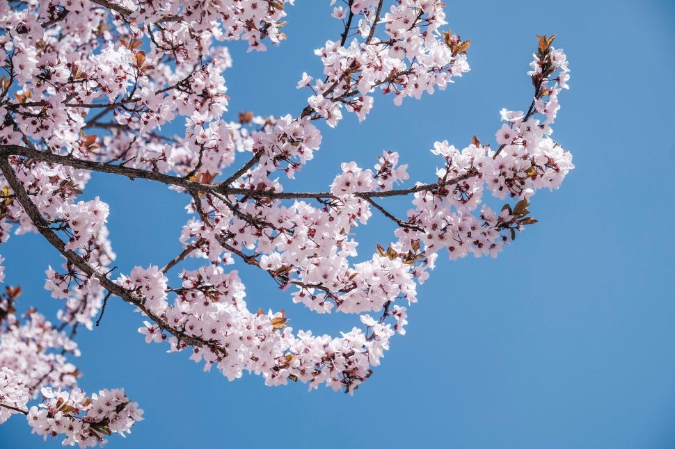 Free Image of Close-up view of cherry blossom branches against a clear blue sky 