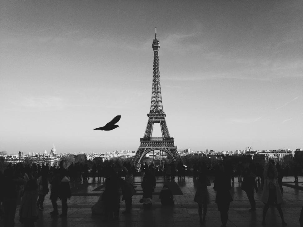 Free Image of Bird flying near Eiffel Tower in Paris silhouette background view 