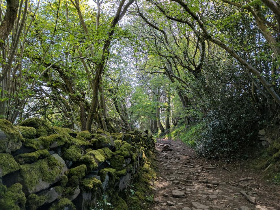 Free Image of Scenic forest trail with moss-covered rocks in early morning light 