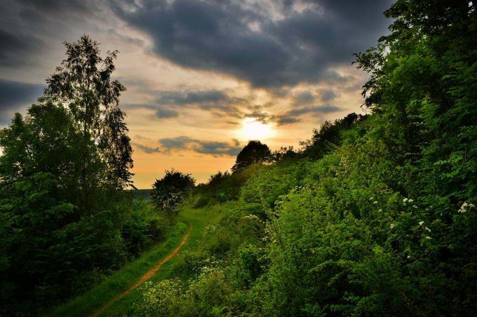 Free Image of Sunny forest path at sunset with lush green foliage and cloudy sky. 