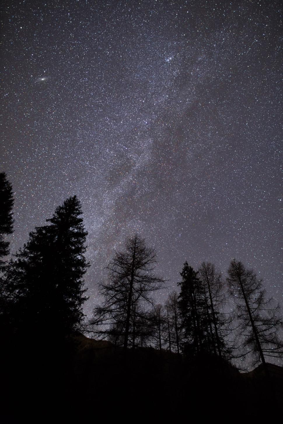 Free Image of Night sky filled with countless stars above silhouetted forest trees. 