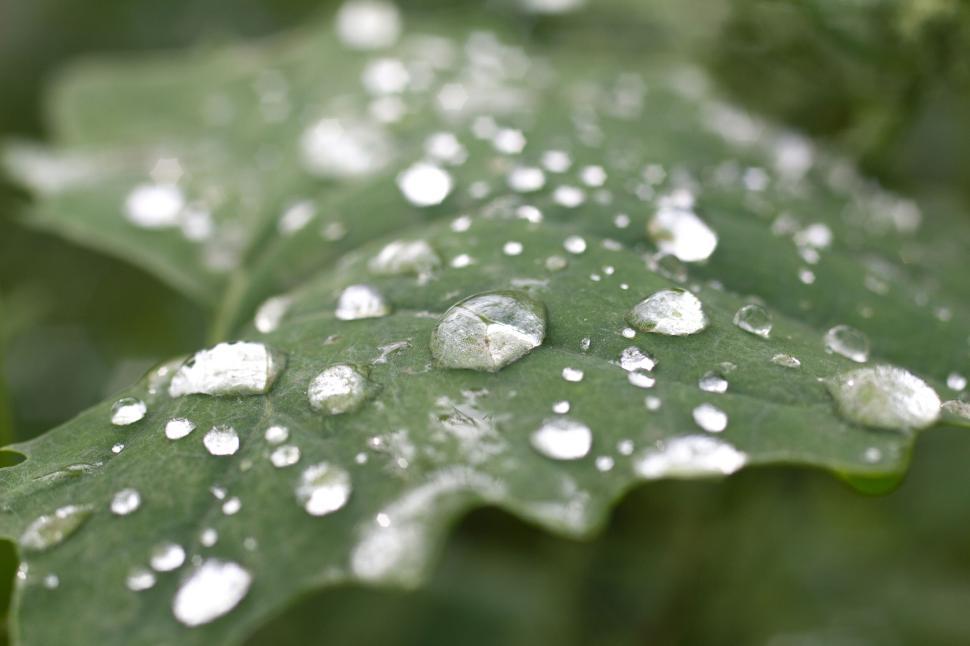 Free Image of Close-up of leaf with raindrops settled on its green surface 