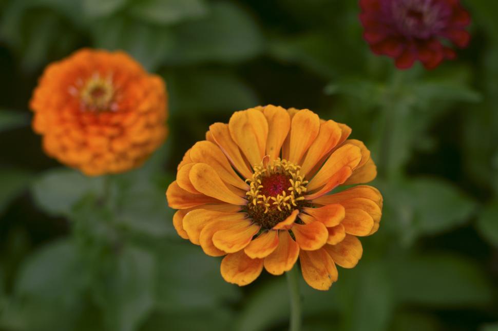 Free Image of Bright orange flowers in the garden 
