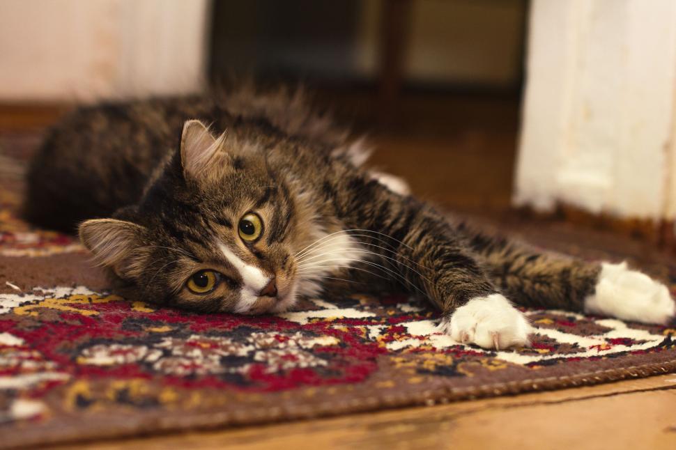 Free Image of Cat lounging on patterned carpet indoors 