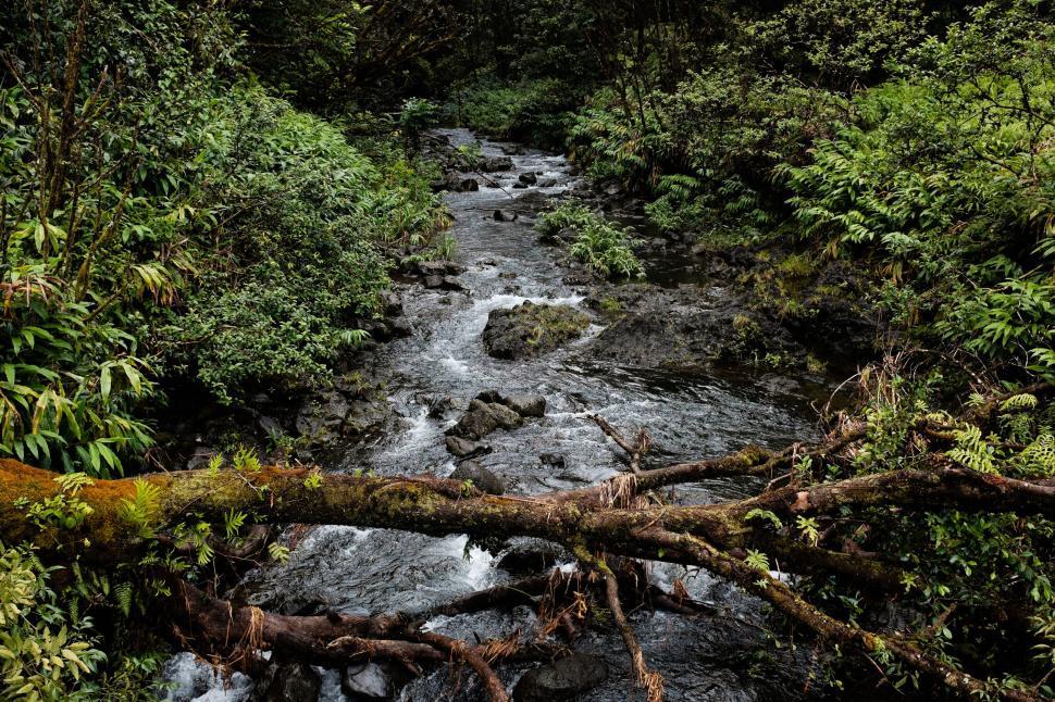 Free Image of A tranquil river flowing through a lush green forest with fallen logs. 