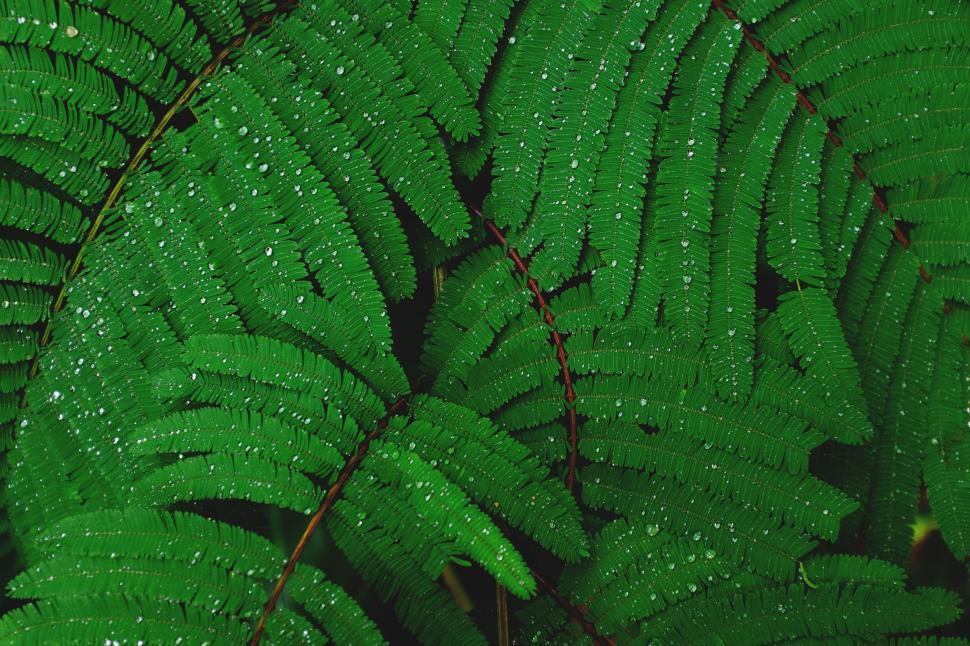 Free Image of Close-up of vibrant green fern leaves with water droplets on them. 