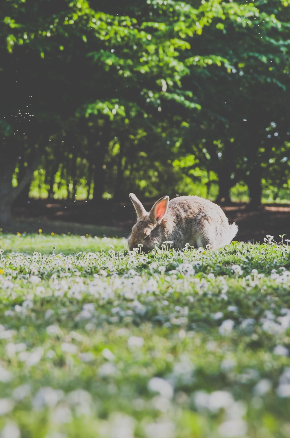 Free Image of Rabbit grazing on grass with white flowers in a sunlit park. 