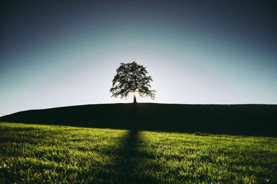 Free Image of Lone tree on a hill at sunrise casting long shadows and light. 