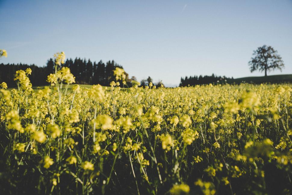 Free Image of Vast field of yellow flowers under clear sky beside a lone tree and forest. 