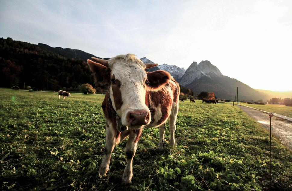 Free Image of Brown and white cow standing on a picturesque green field 