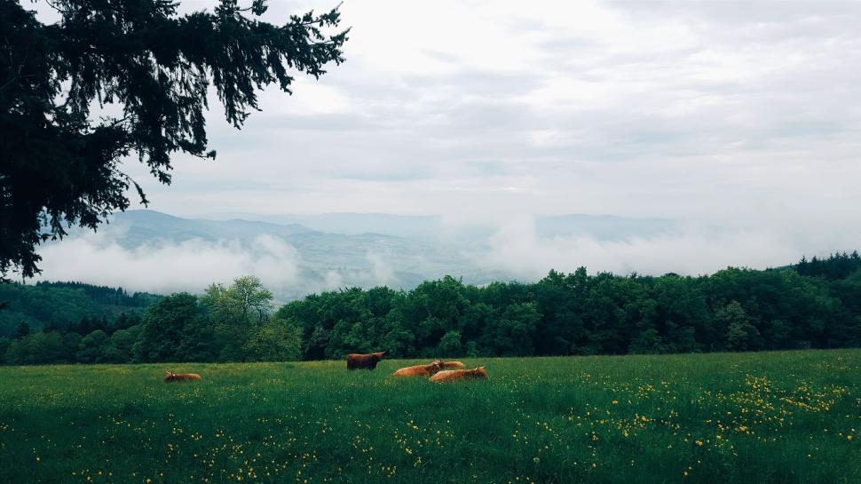 Free Image of Cows grazing peacefully on a grassy hill with a scenic woodland view. 