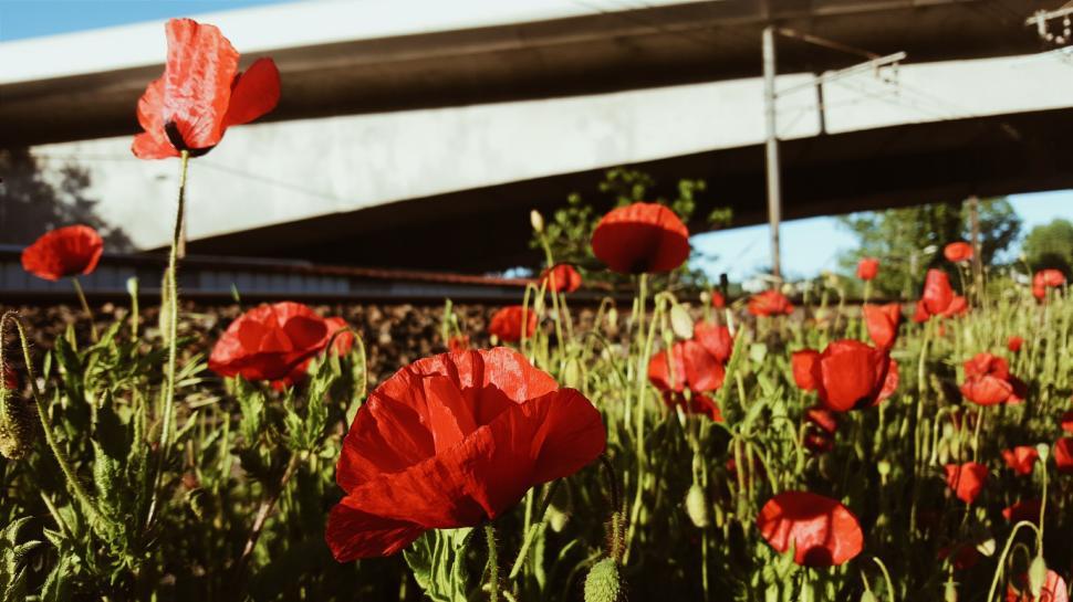 Free Image of Vibrant red poppies in bloom below an urban overpass. 