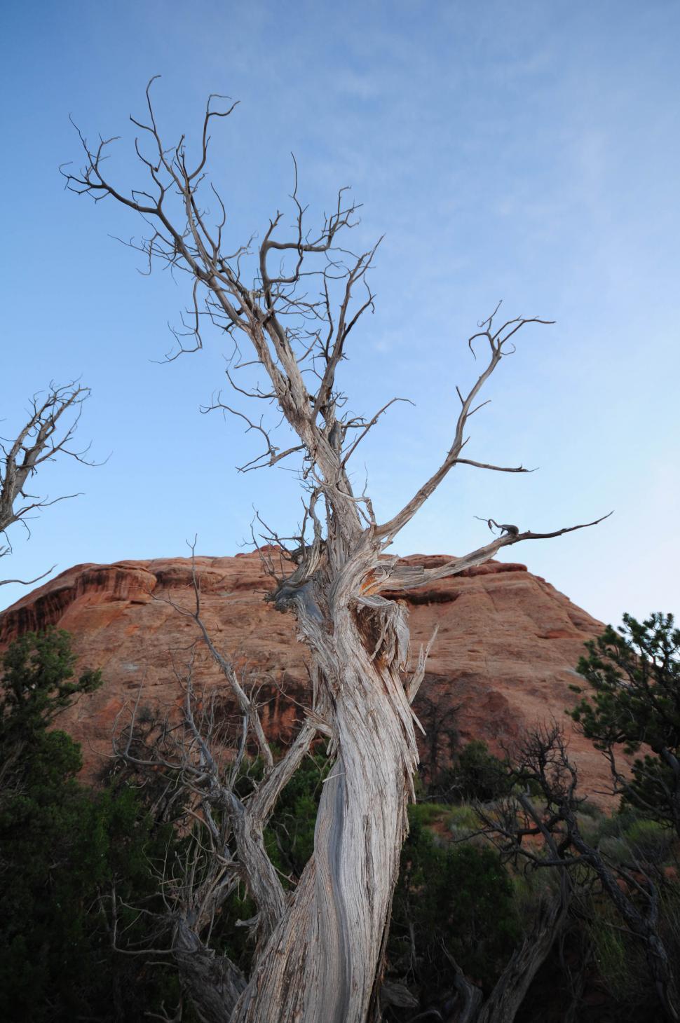Free Image of Twisted tree 