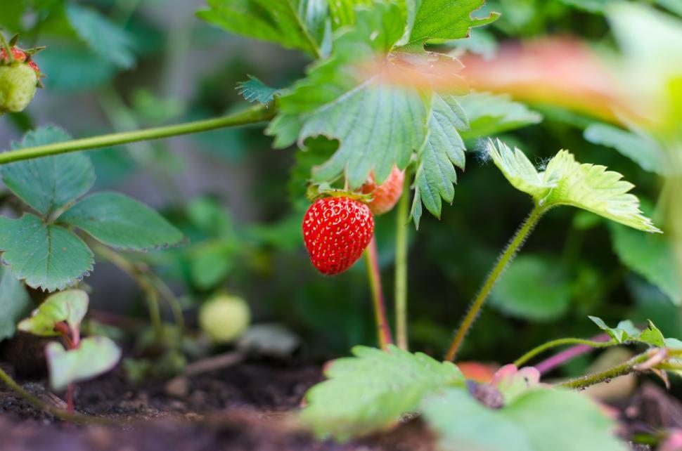 Free Image of Single ripe red strawberry growing amid lush green foliage. 