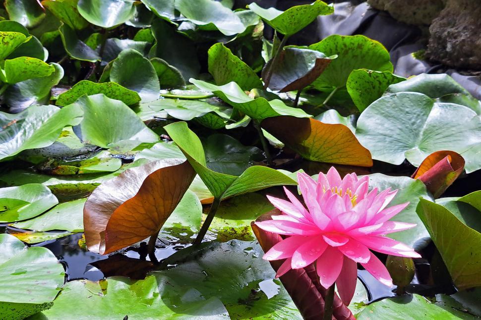 Free Image of Pink Lily Flower In Pond 