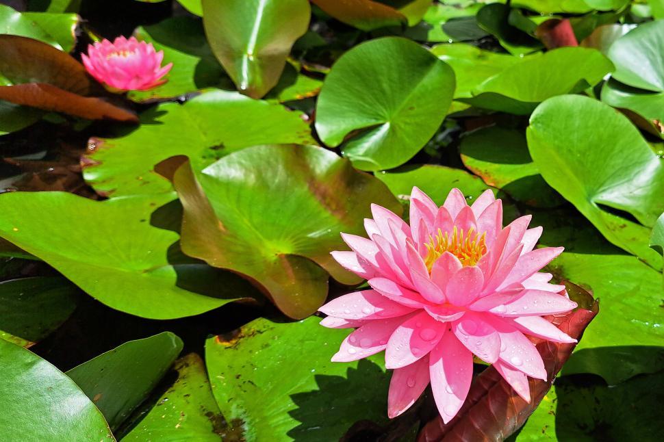 Free Image of Pink Water Lilies  
