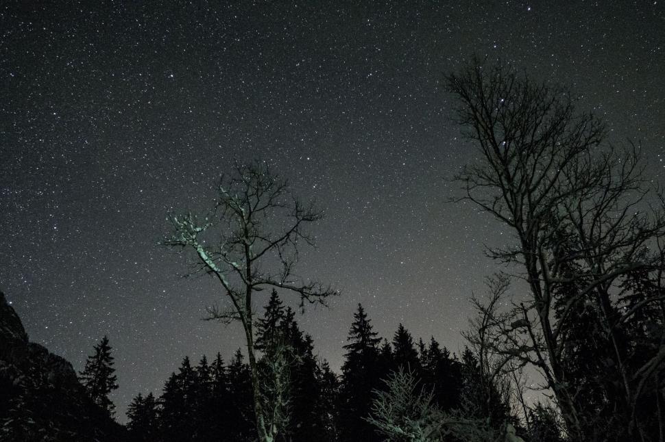Free Image of Night sky filled with stars above silhouetted trees in a forest 
