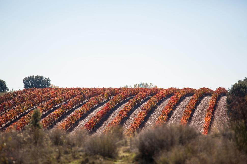 Free Image of Vineyard with rows of grapevines showcasing vibrant fall colors 
