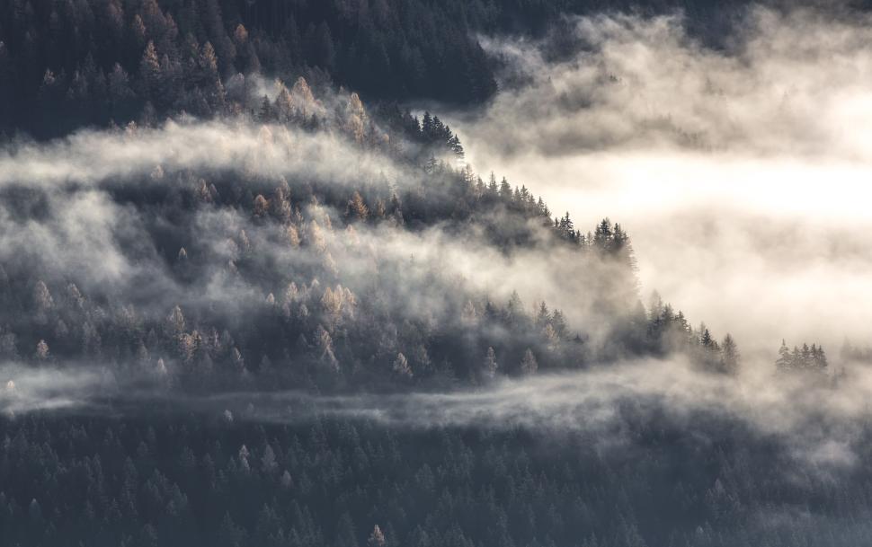 Free Image of Misty forest with sunlight streaming through tall pine trees 
