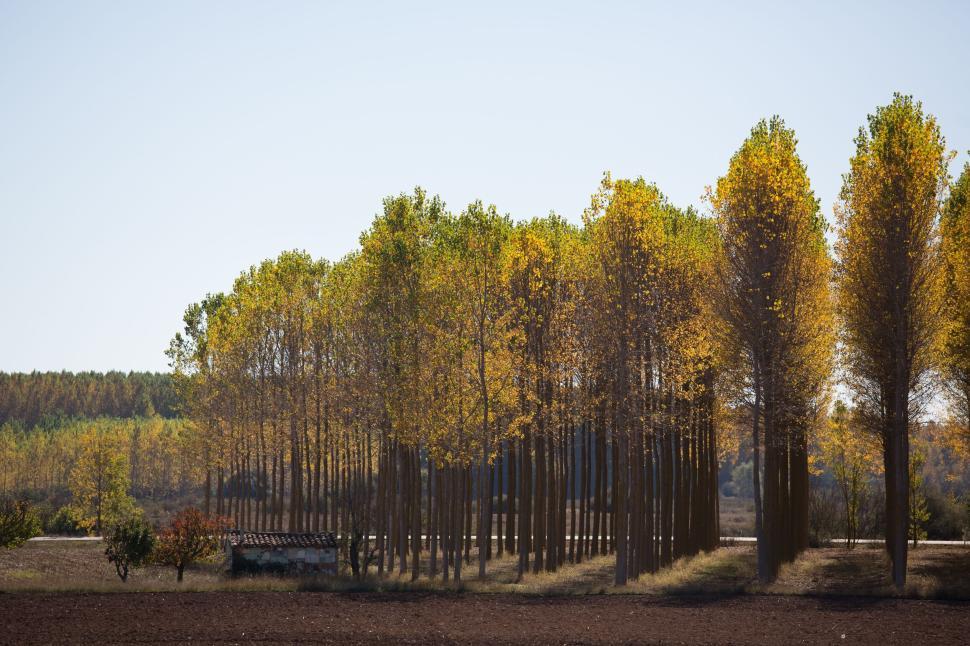 Free Image of Autumn trees stand tall in a straight line, displaying seasonal colors. 