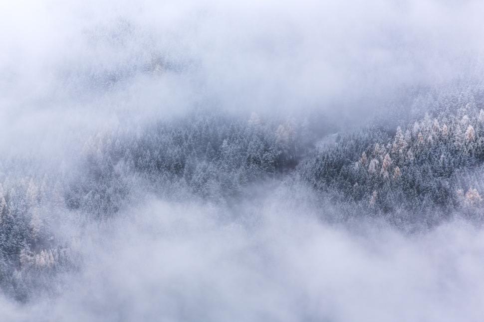 Free Image of Dense forest partially concealed by mist during early winter morning. 