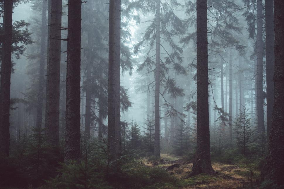 Free Image of A forest with tall trees wrapped in mist creating a mysterious atmosphere. 